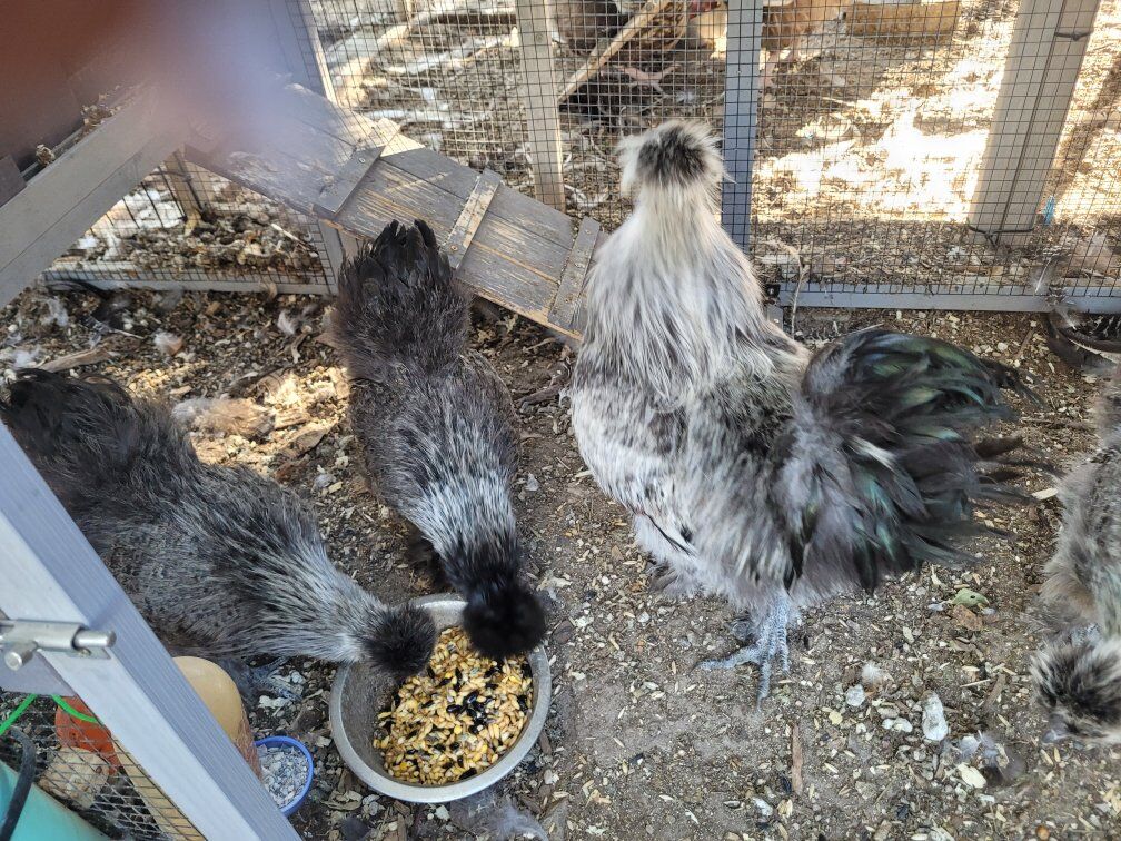 Partridge Silkies