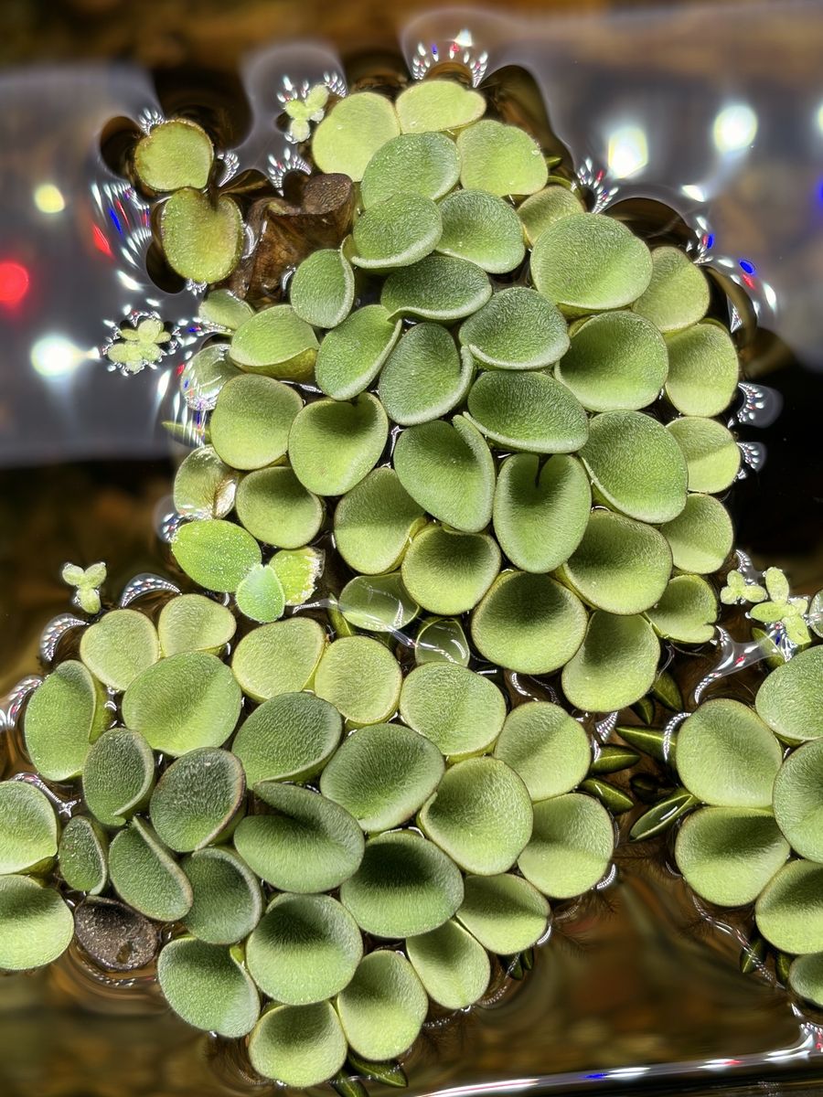 Salvinia Cucullata