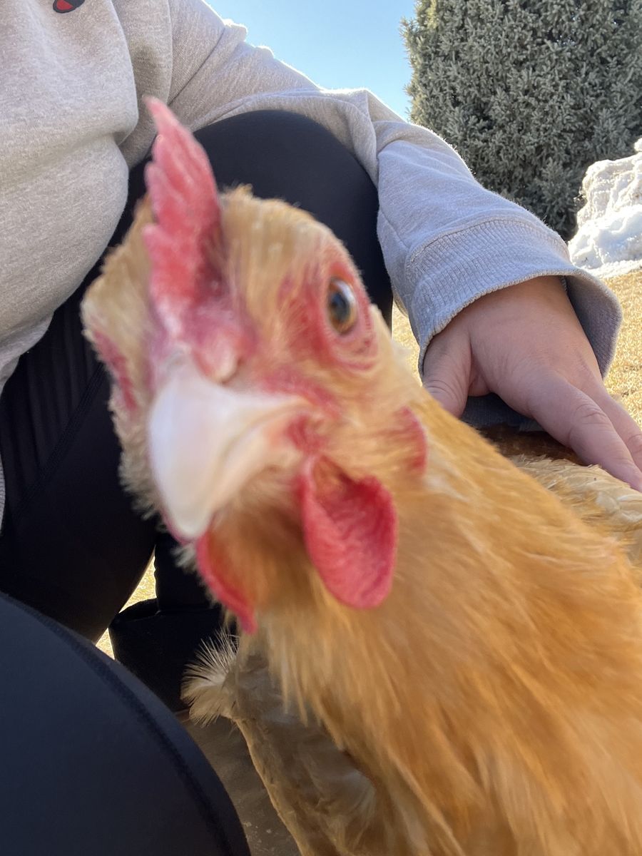 ISO Laying Hens