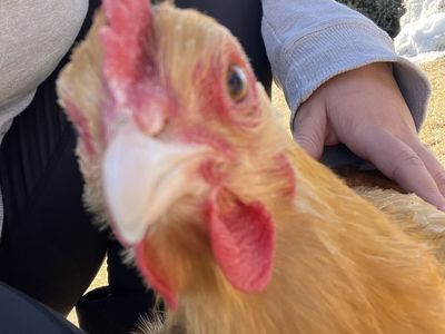 ISO Laying Hens