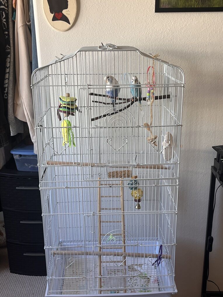 Two Birds With large Cage And Food