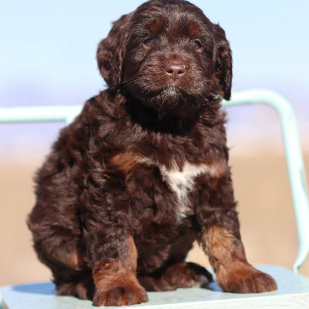Australian Bernedoodle