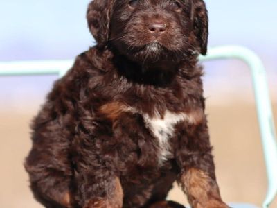 Australian Bernedoodle