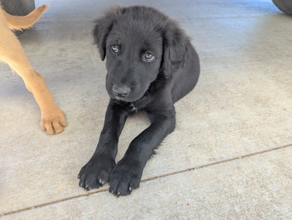 1 Puppy Left - lab mix
