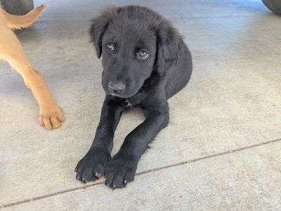1 Puppy Left - lab mix