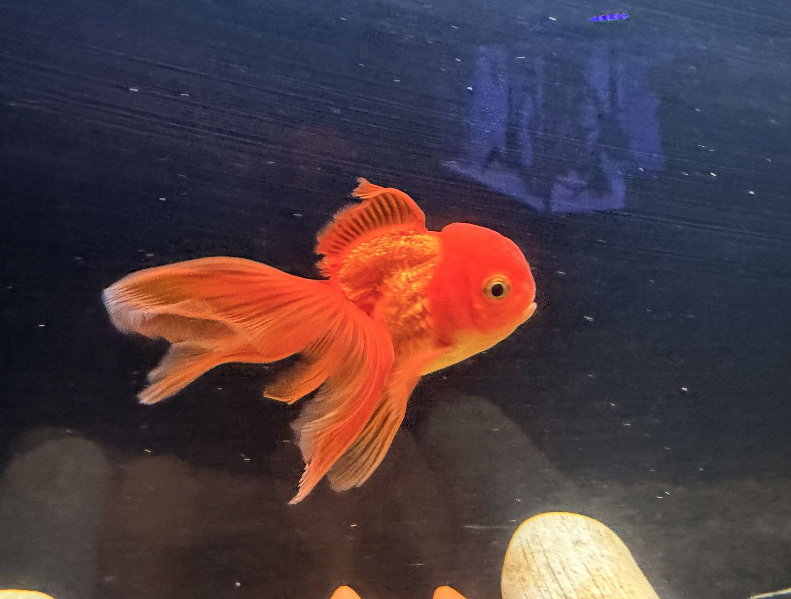 Red Oranda Goldfish