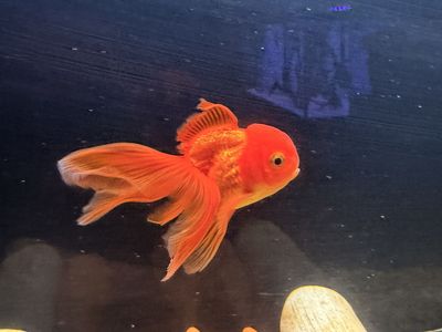 Red Oranda Goldfish