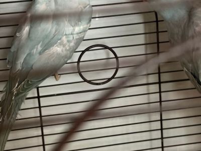 Indian Ringneck babies
