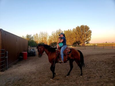 15 Year Old Broke Registered Stud