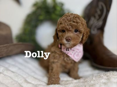 *** Mini Cavapoo doodle poodle ***free delivery to the Salt Lake Area or Provo area***