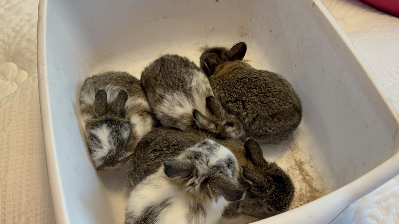Mini Holland Lop—Utah delivery