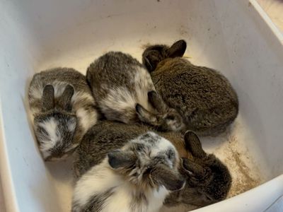 Mini Holland Lop—Utah delivery