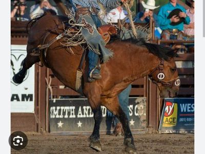 Western Stampede (West Jordan rodeo) 5 tickets