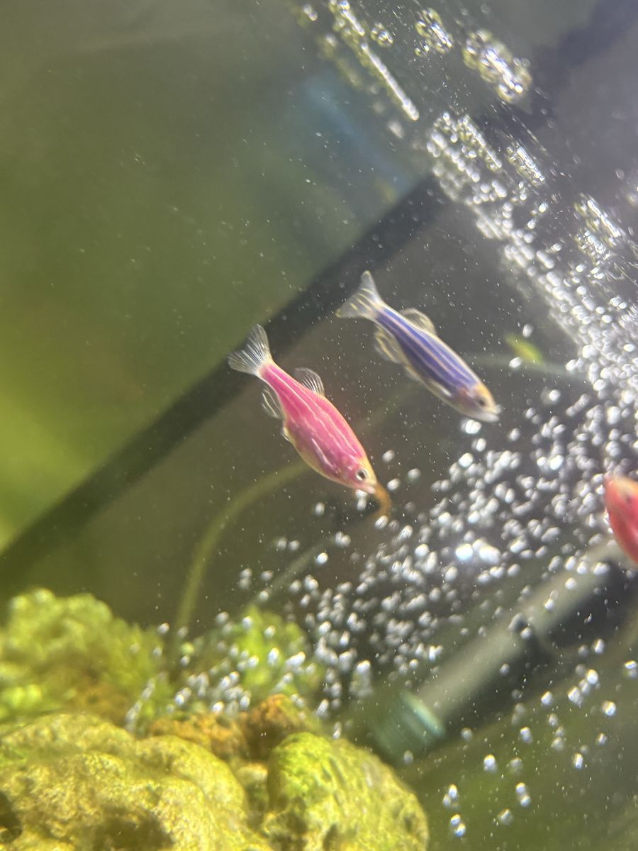 6 Live GloFish (Glo Fish)