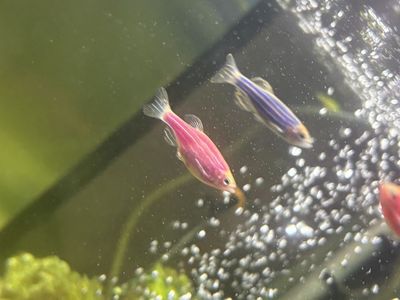 6 Live GloFish (Glo Fish)