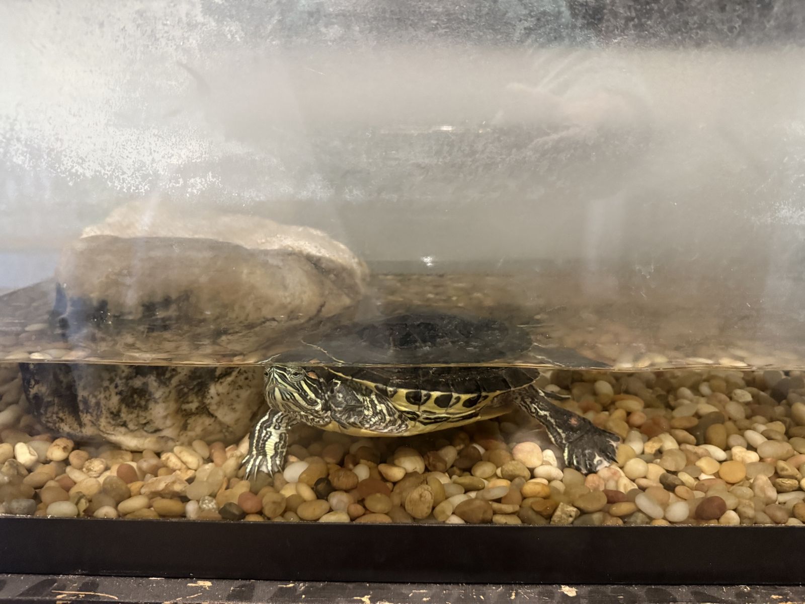 Turtle