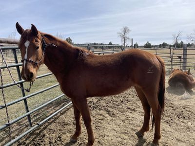 Montana Traveler Mare