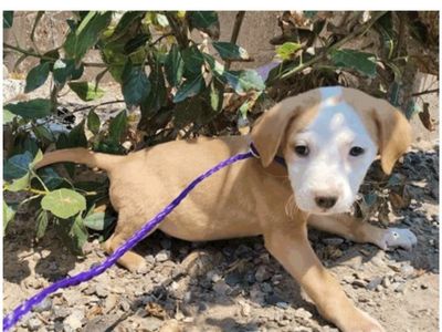 Gabrielle, 8 week old pitbull puppy