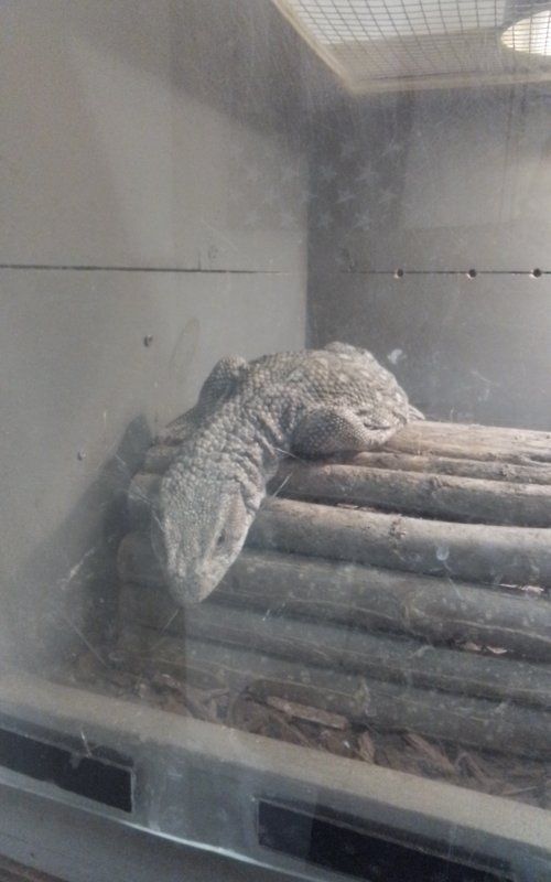 free savanna monitor and enclosure