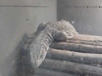free savanna monitor and enclosure