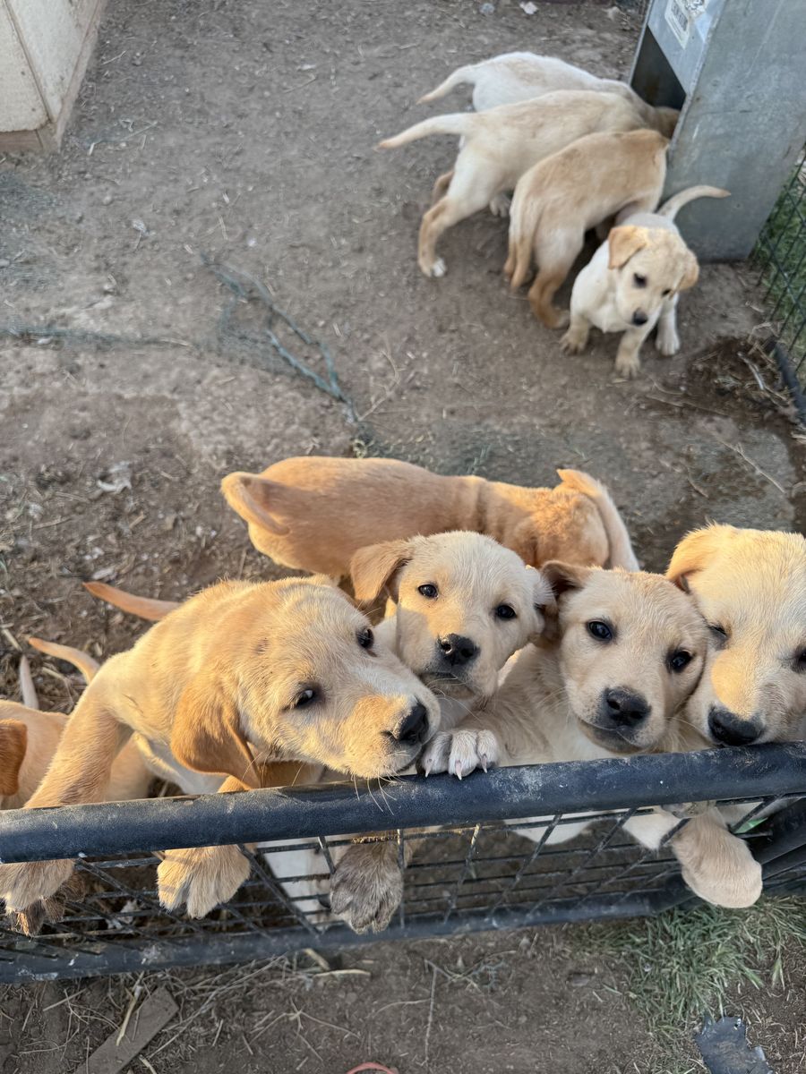 AKC yellow Labs