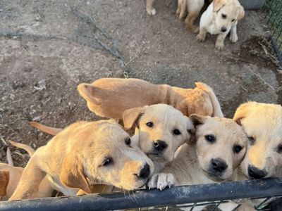 AKC yellow Labs