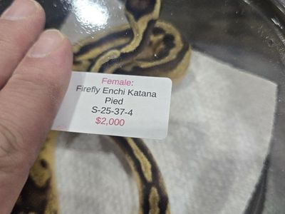 Firefly Enchi Katana Pied Female
