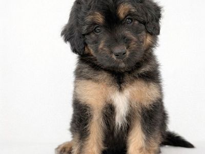 F1 Mini Aussiedoodle