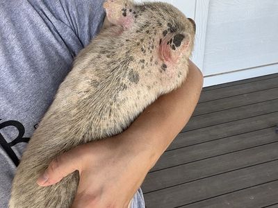 Mini Juliana piglet