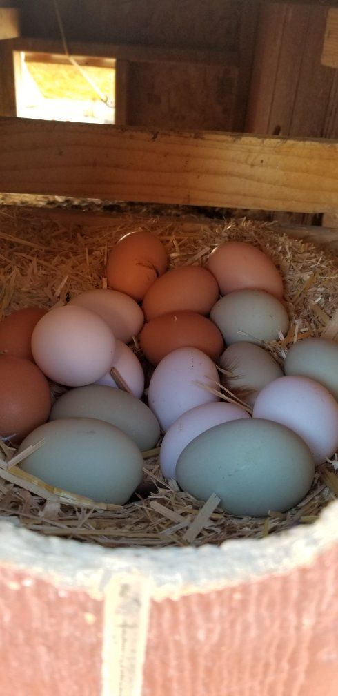 Farm Fresh Eggs from Happy Hens