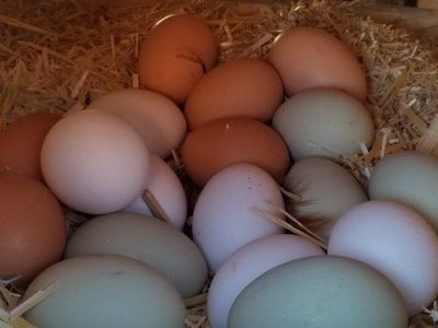 Farm Fresh Eggs from Happy Hens