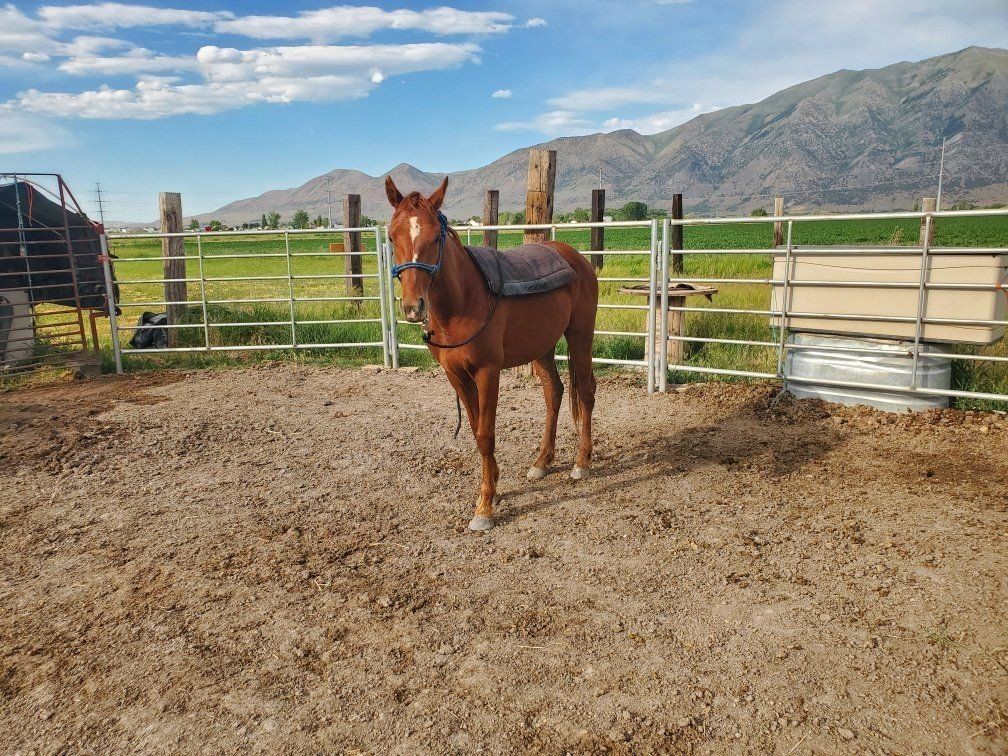 18 month old  grade q horse colt..
