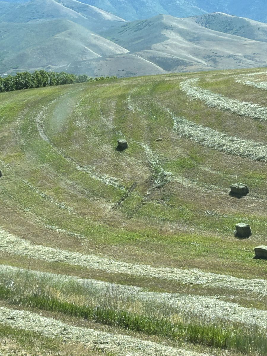 Hay