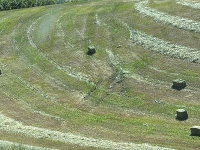 Hay