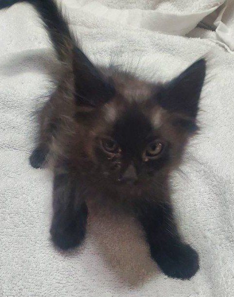 Precious Tabby kittens and cats that new loving homes