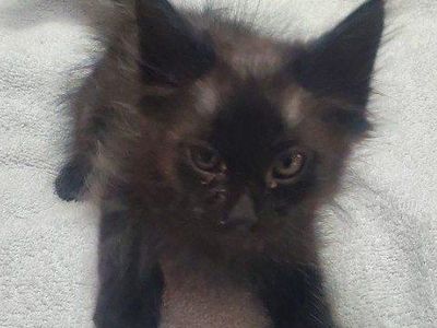 Precious Tabby kittens and cats that new loving homes