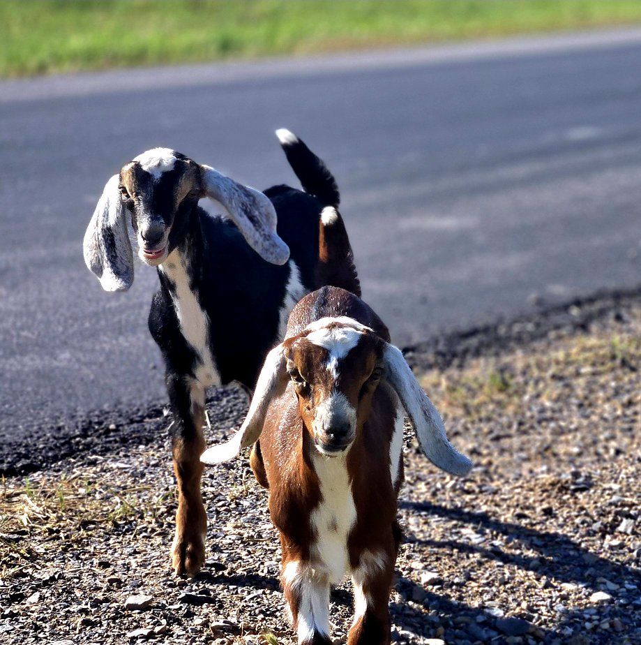 Milk goats for sale