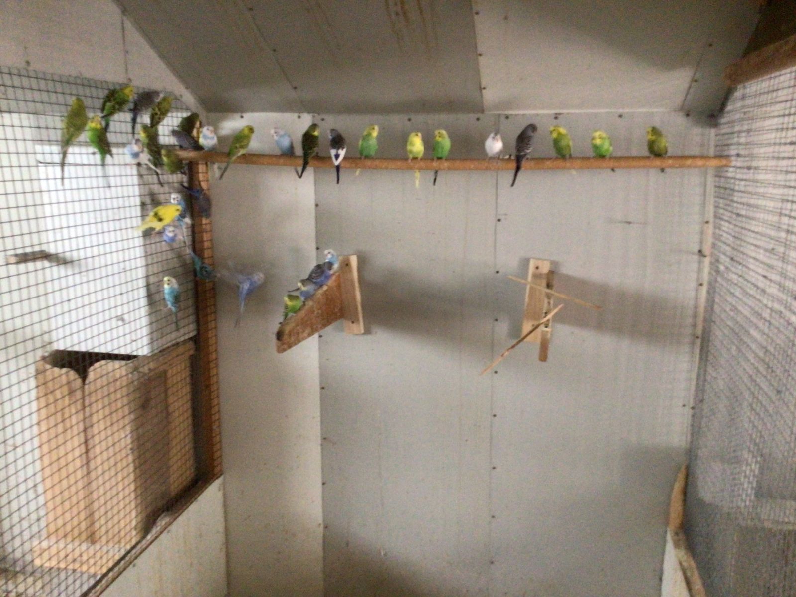 Parakeets