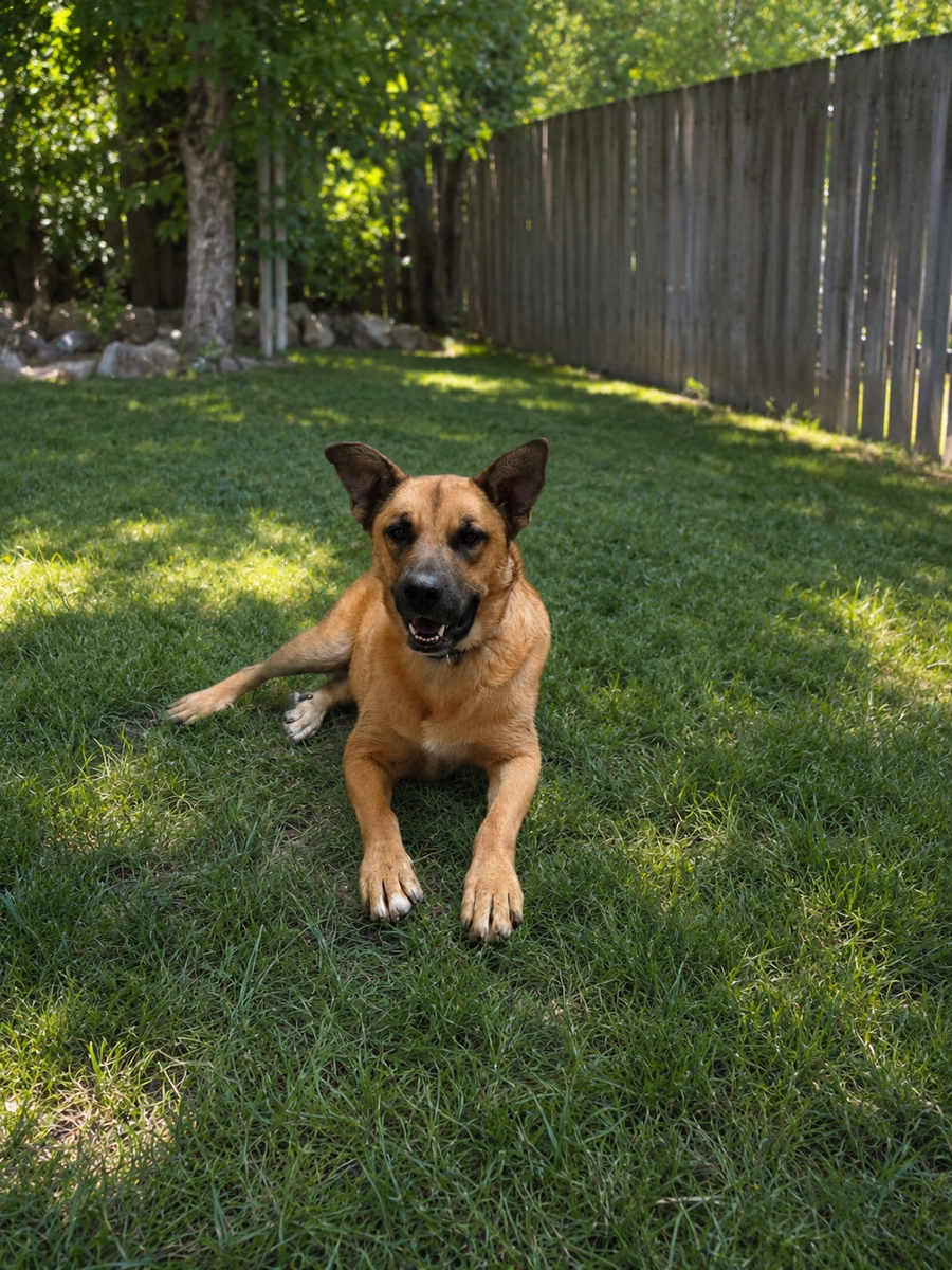 Beautiful Shepherd Mix