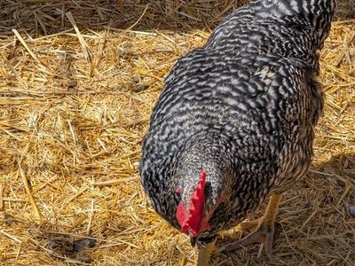 free rooster