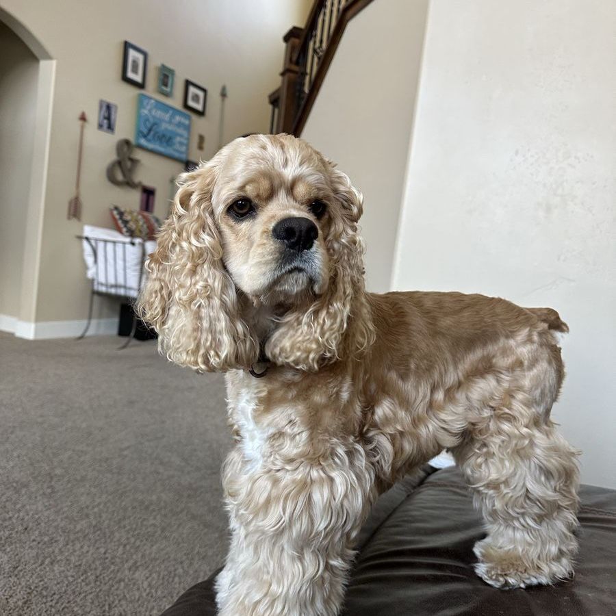 AKC Cocker Spaniel Stud Service
