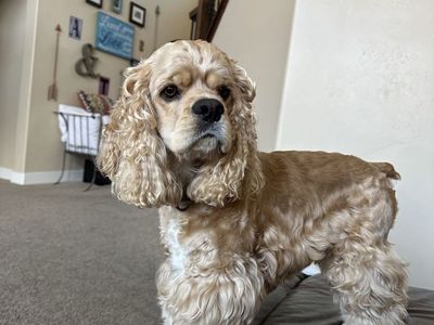AKC Cocker Spaniel Stud Service