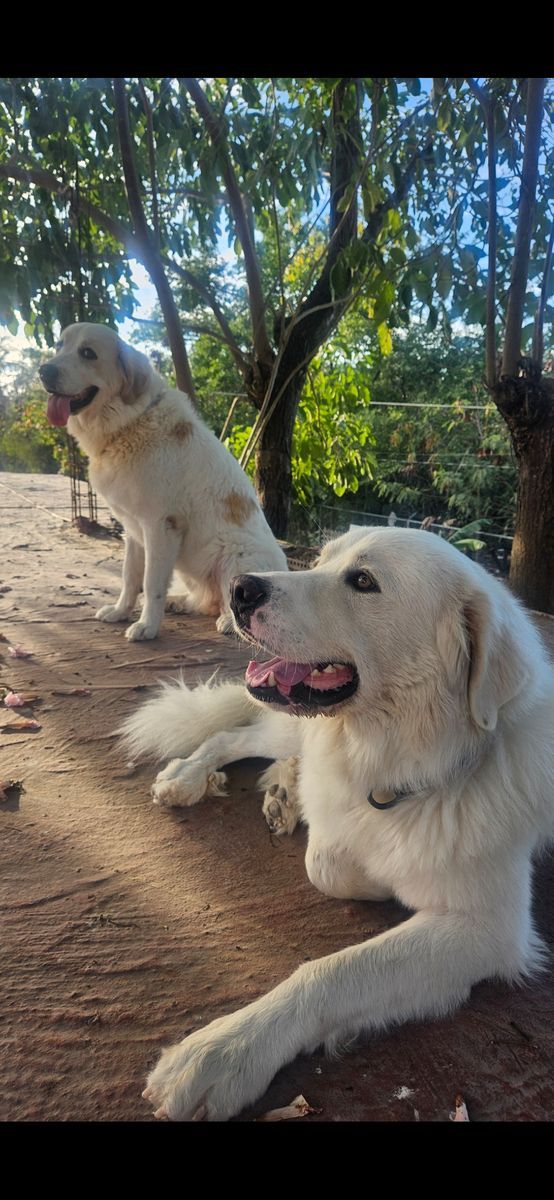 Great pyranese 4yr male free to adopt