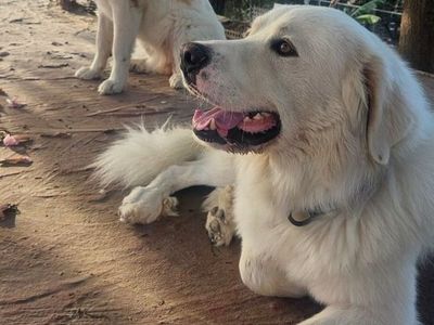 Great pyranese 4yr male free to adopt