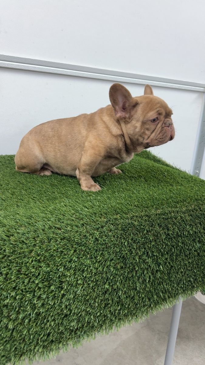 French Bulldog Puppy