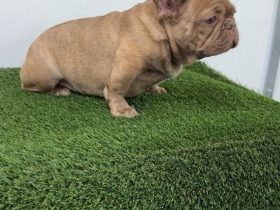French Bulldog Puppy
