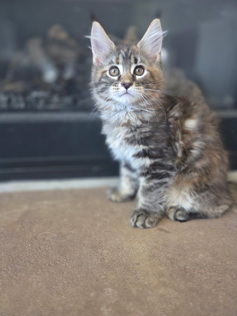 CFA Maine coon kittens