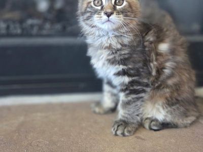 CFA Maine coon kittens