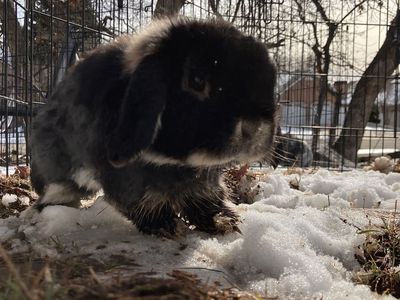 Cute male holland lop netherland dwarf bunny mix