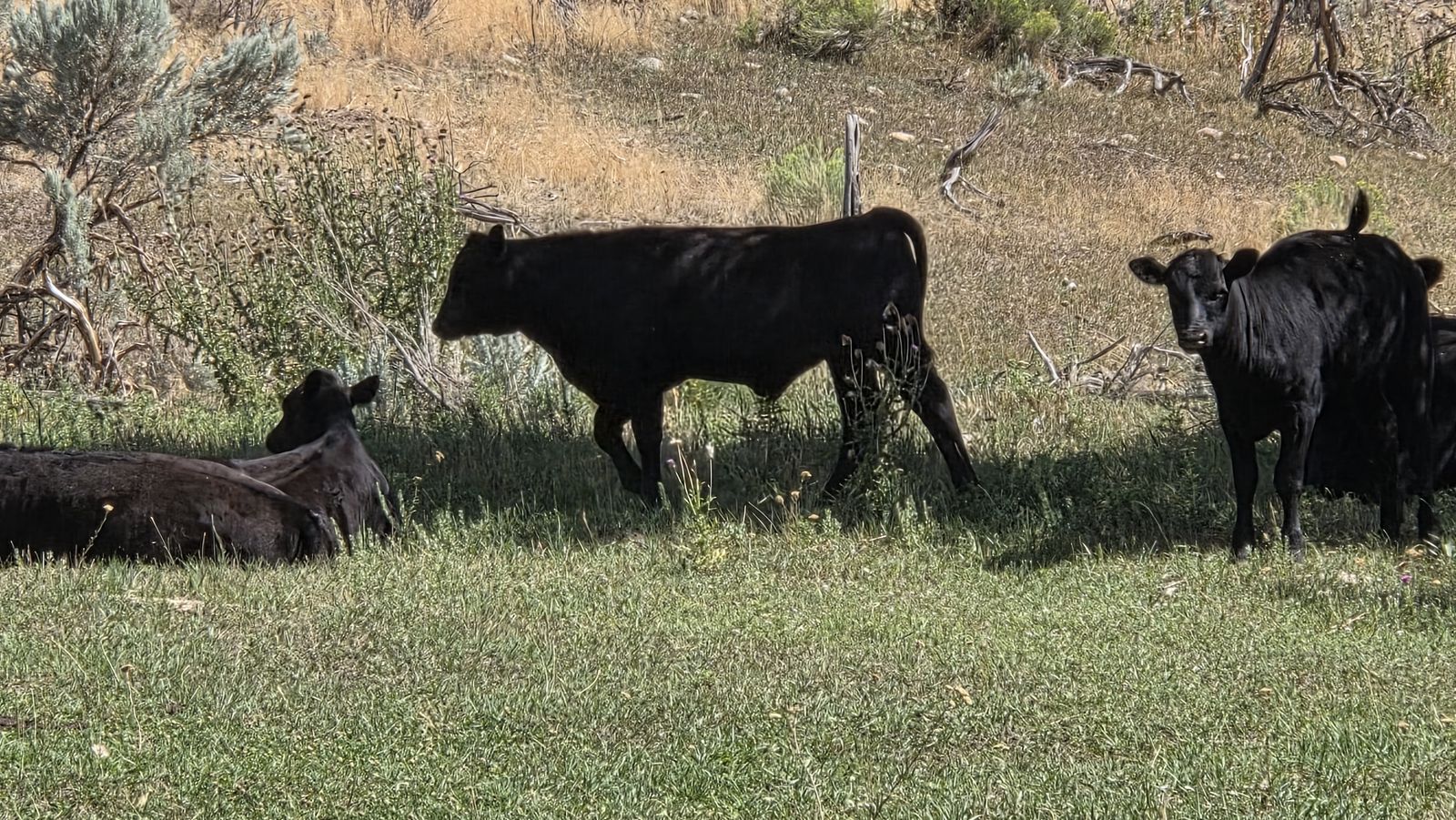Wagyu steers